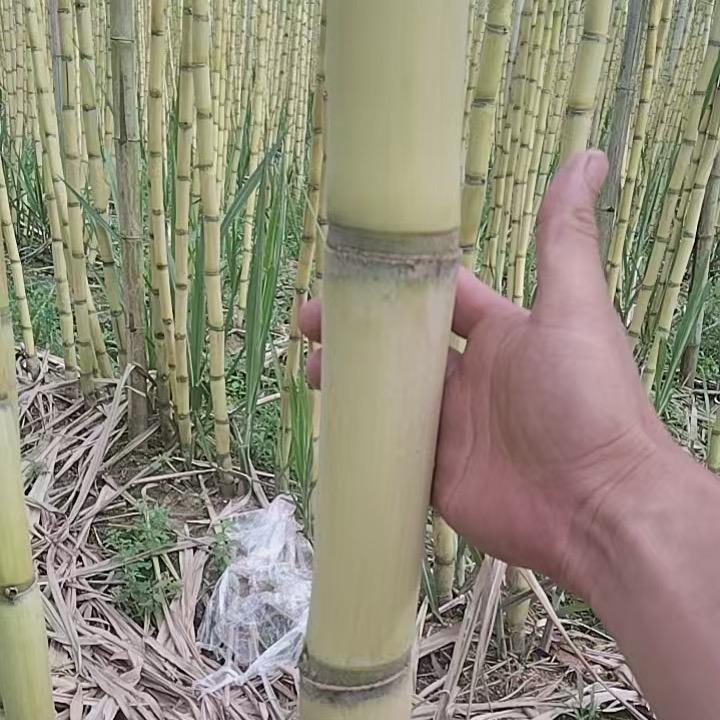 云南黄金甘蔗搬运工