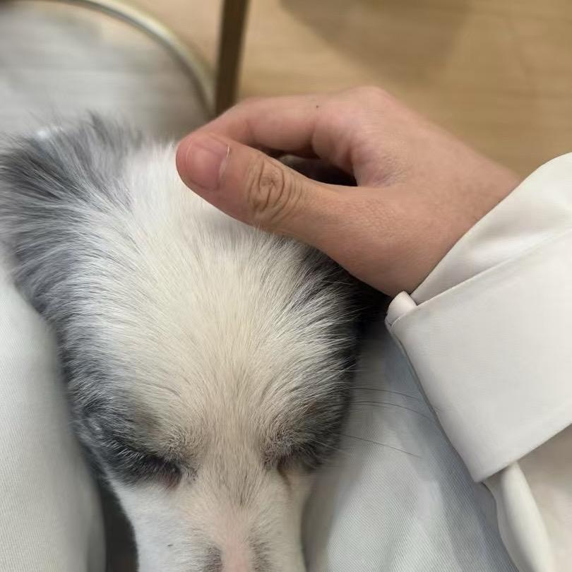 懂得打卡的边牧