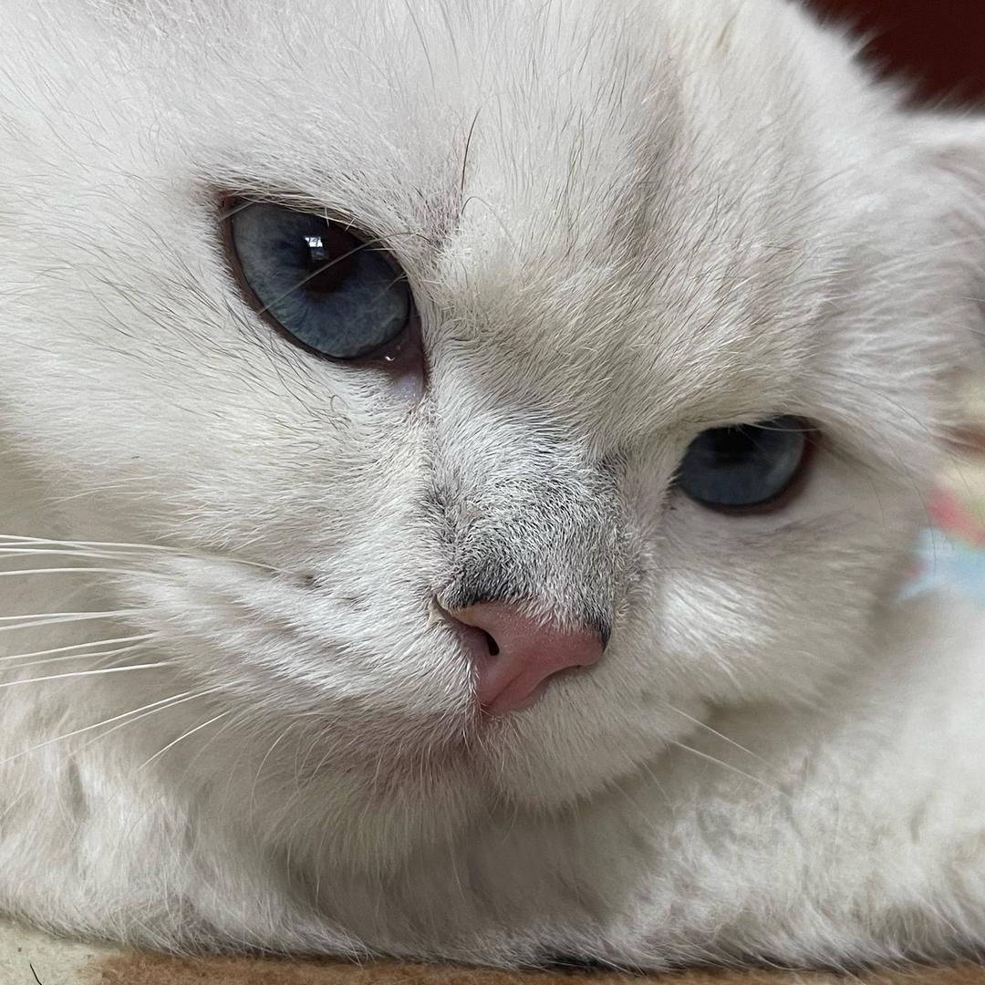 喜欢四仰八叉的小猫