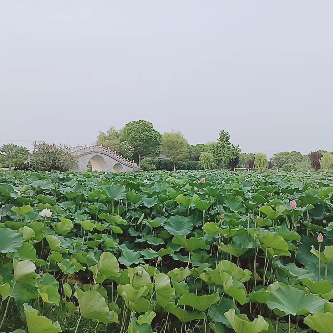 常州小梅聊问题肌