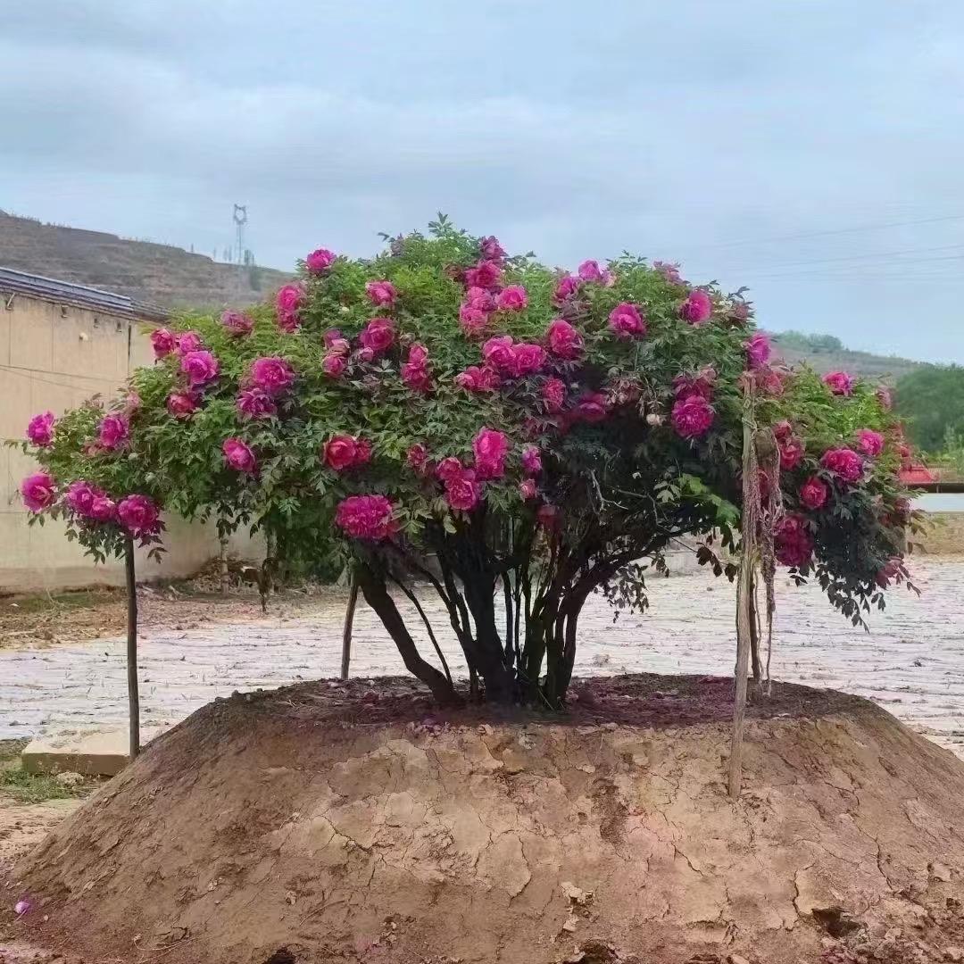 富贵牡丹马杰