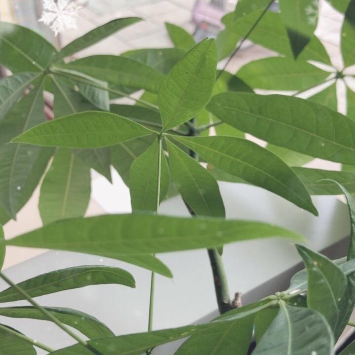 李馨馨