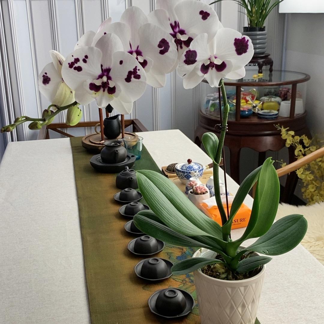 源草诗社绿植