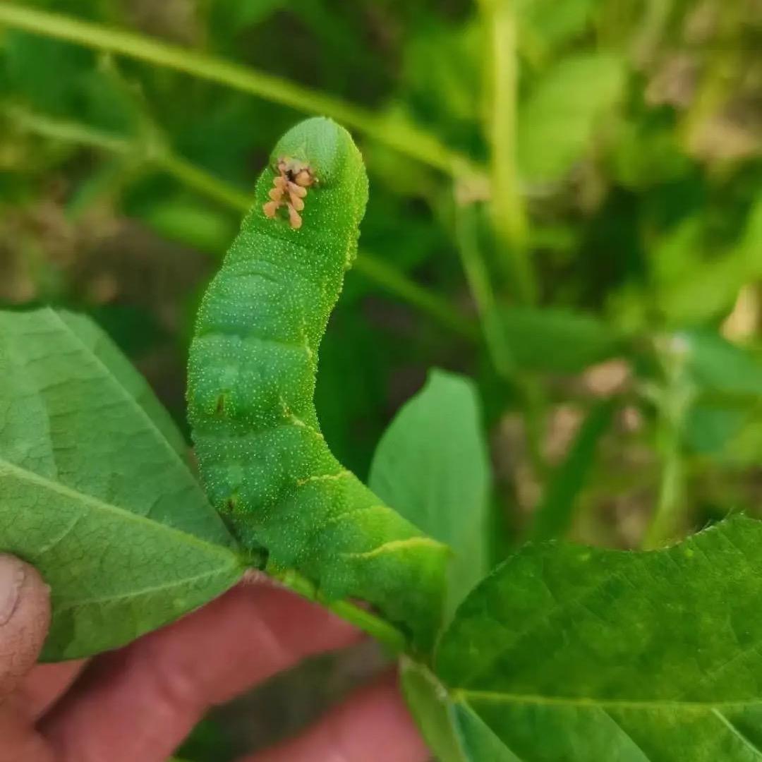 连云港泰鸿豆丹养殖基地