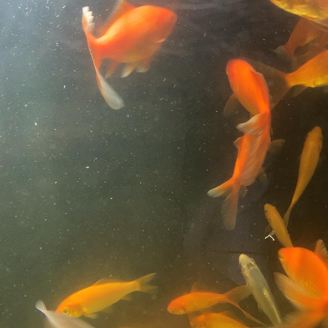 ざいげんぐんぐん
