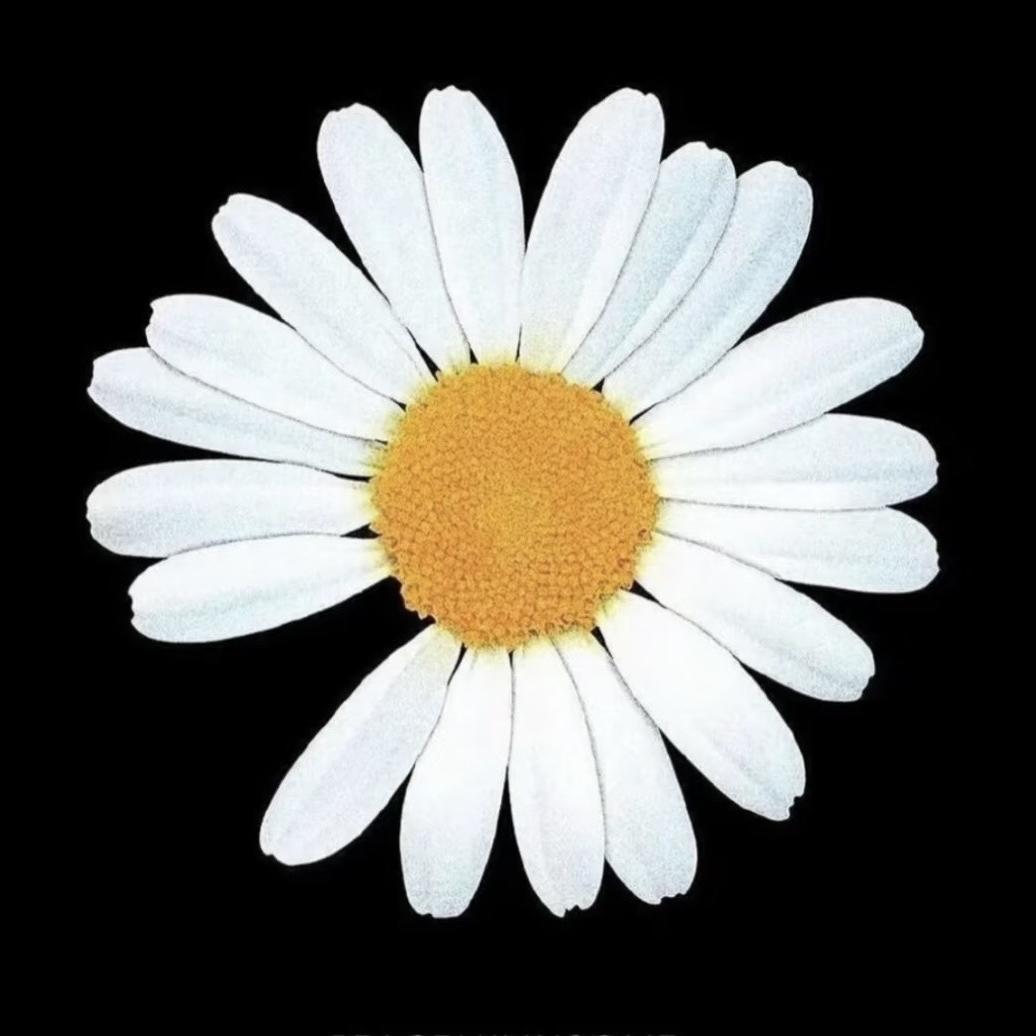 文玩星月（同枝果批发供应链）