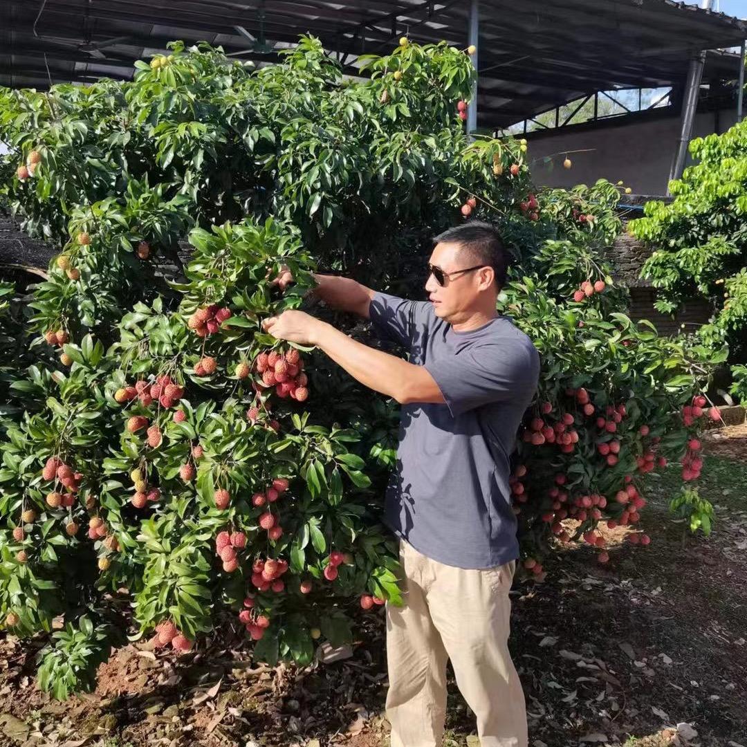 增城平隆荔枝园