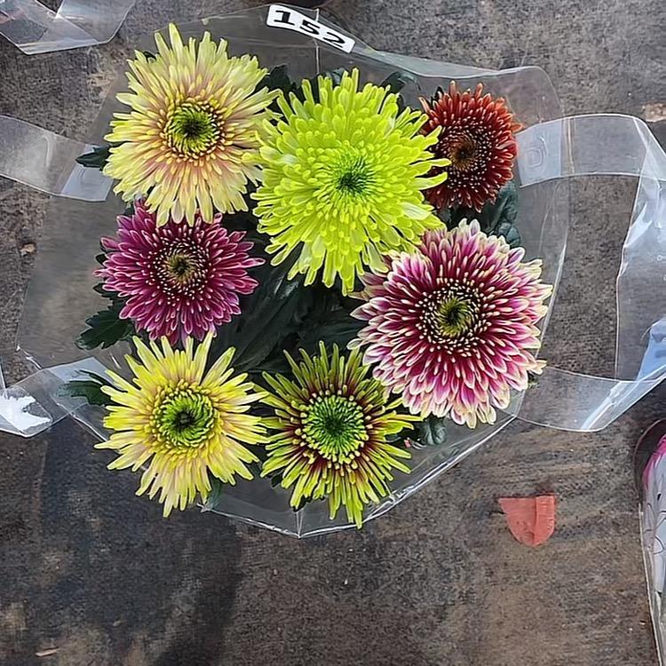 饺子姐