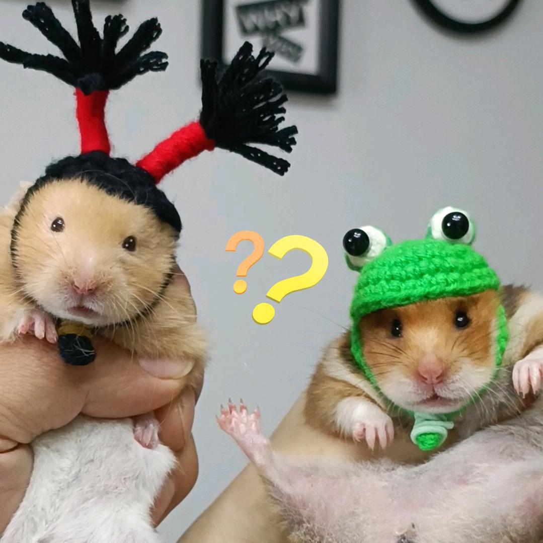 张球球萌熊宠物用品