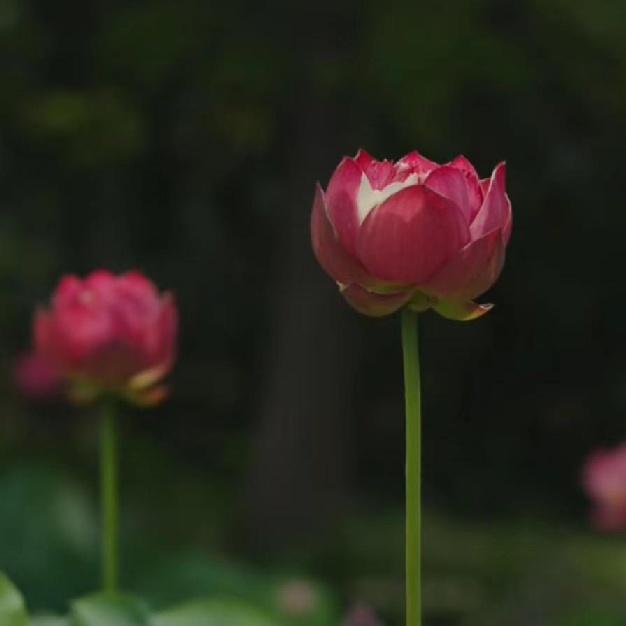 不过人间三两风（胡椒木基地)