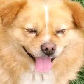 hg爱上黄色修🐶