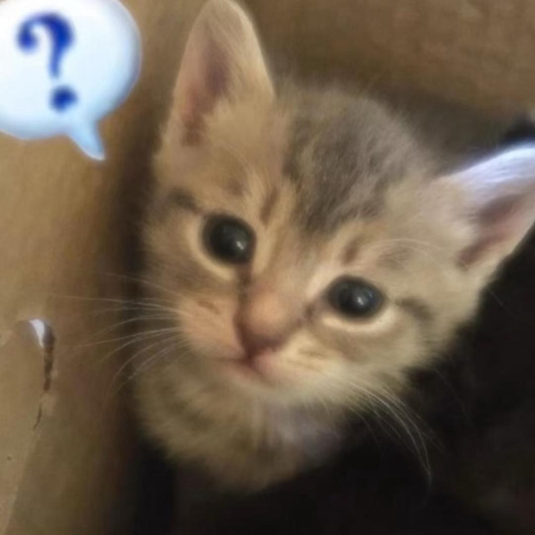 1mn0tkitten