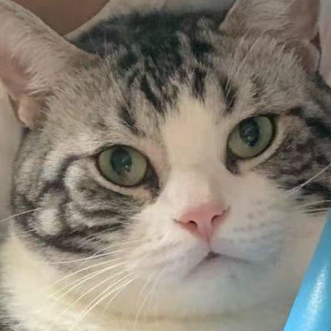 好运连连大回猫