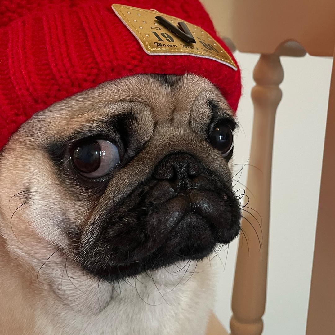 PugGuoba
