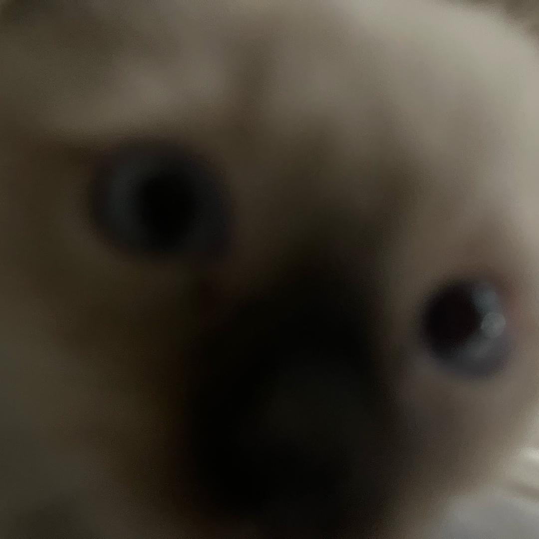 流泪tomato