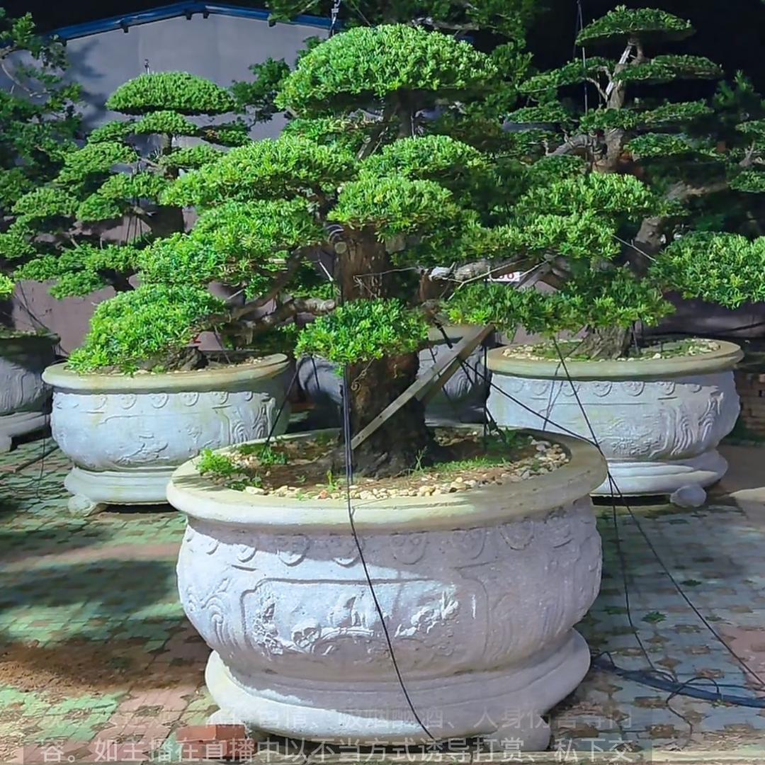 好有缘罗汉松