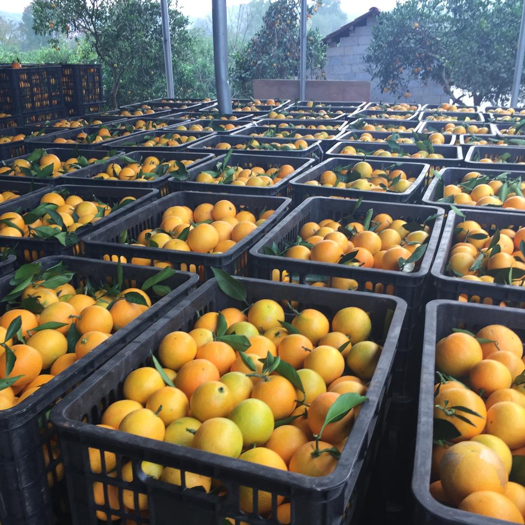 蜗牛快跑蜗牛快跑果蔬专卖店