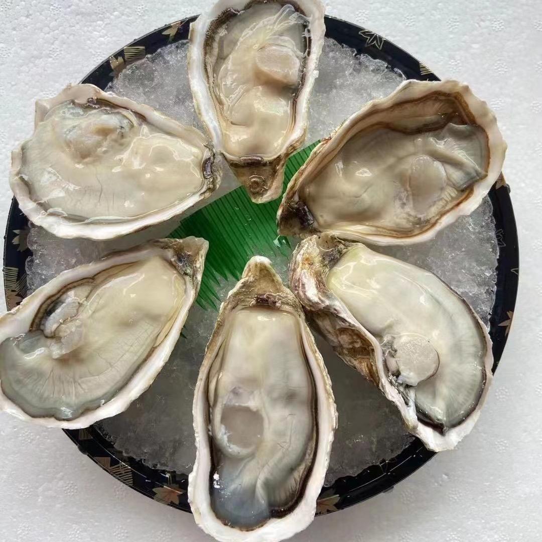 卓航蚝业