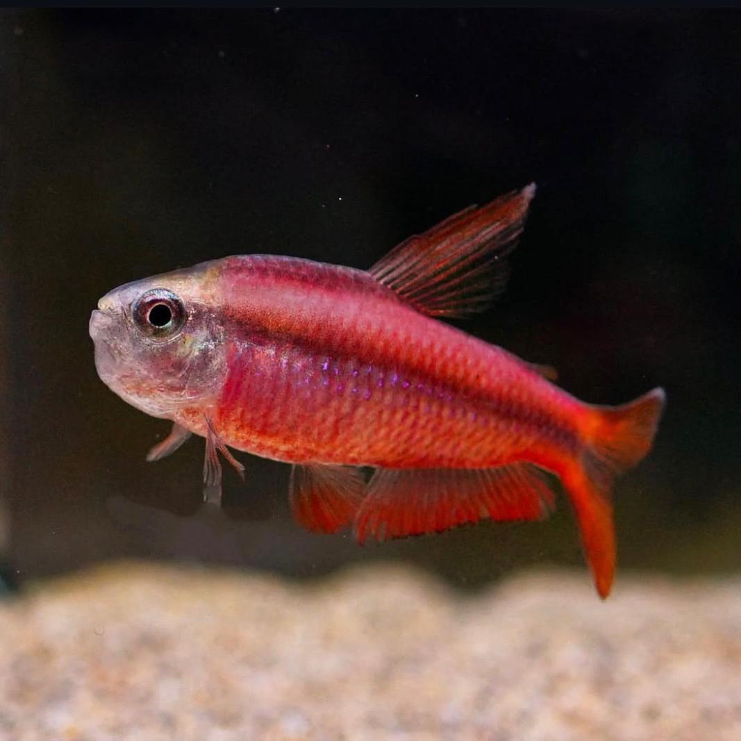 胖虎水族 玖哥拾弟商行