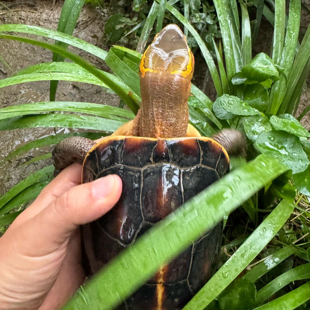 重庆纯缘🐢乌龟养殖