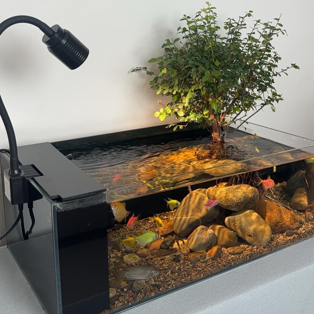 鱼鱼鱼水族景观