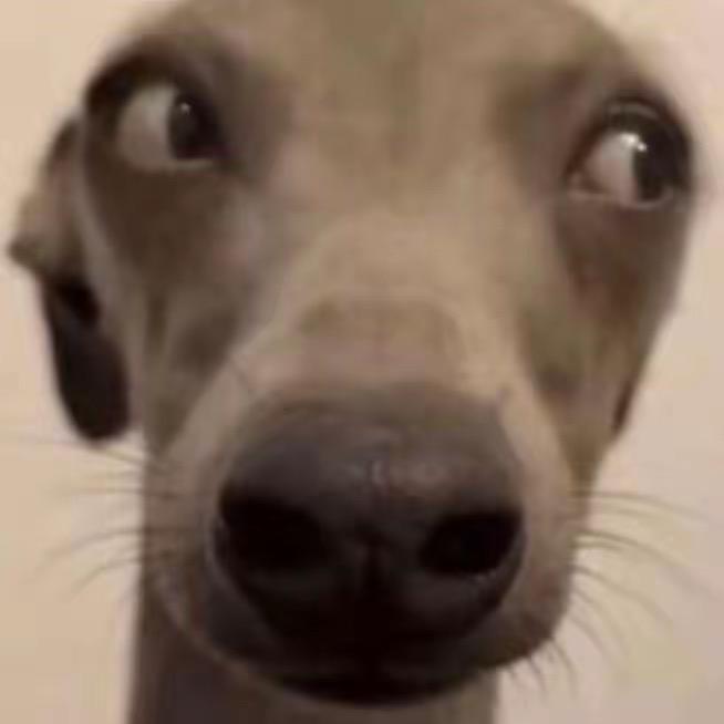 樂佳Y