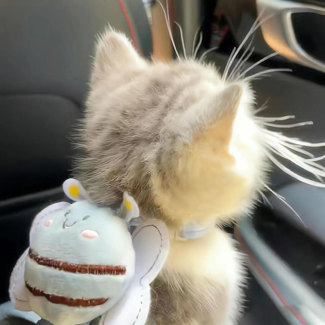 meme猫特工