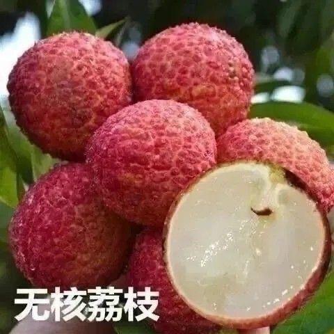 浩哥果树苗木专营店