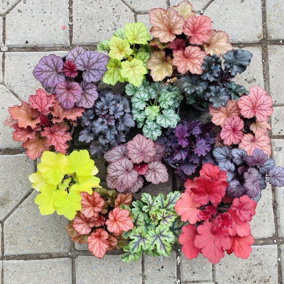 简约花境小店