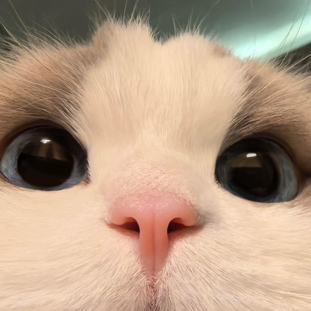 粉红鱼