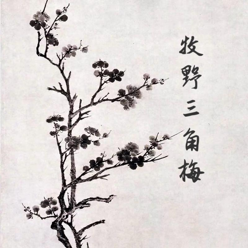 牧野三角梅