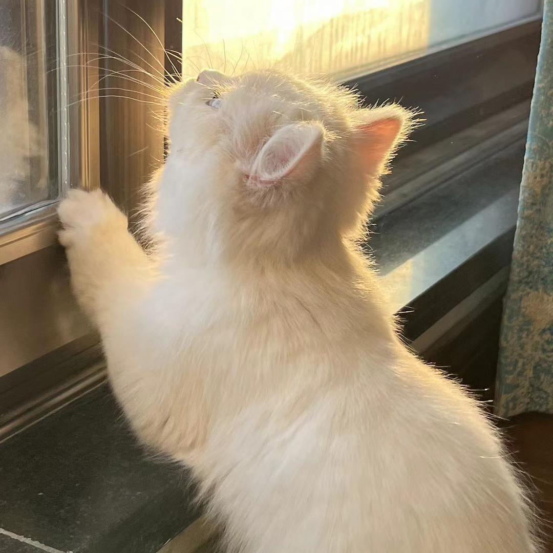 一只猫的故事
