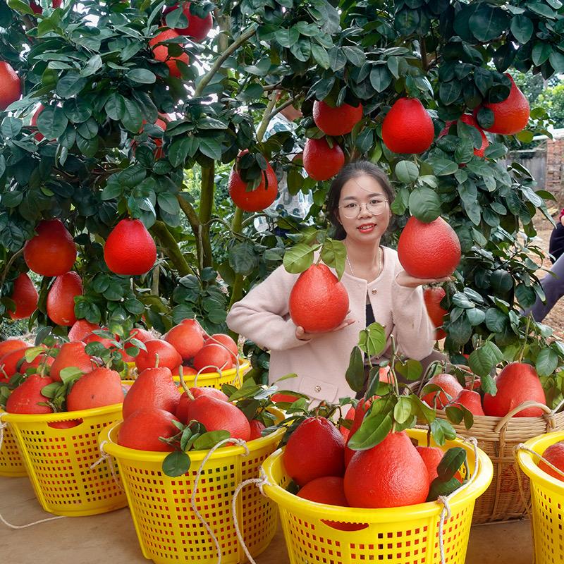 奢果悦园艺旗舰店