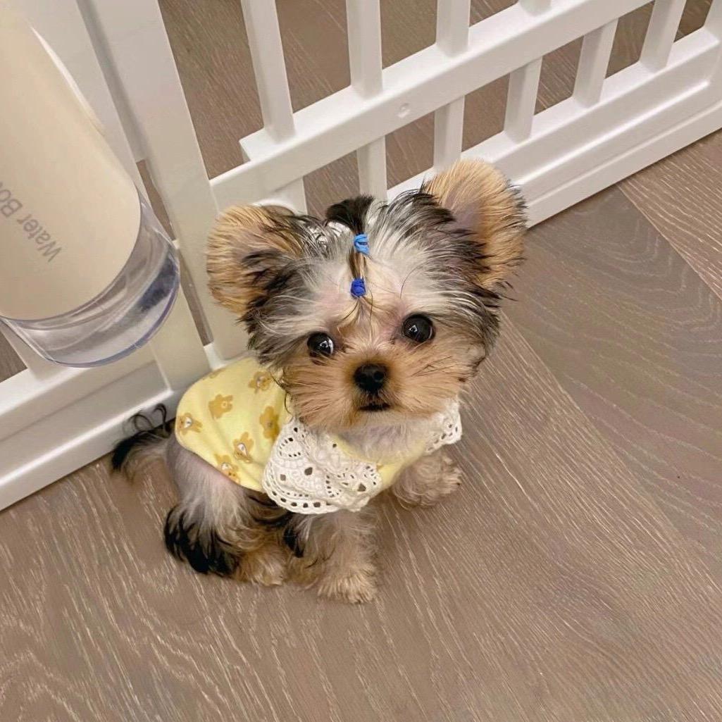 宠物市场狗场猫舍推荐，精品猫咪狗狗