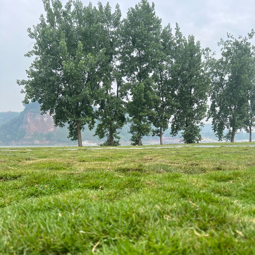 乐山小树林森林营地