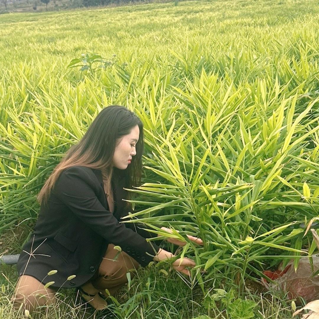 云南小黄姜源头