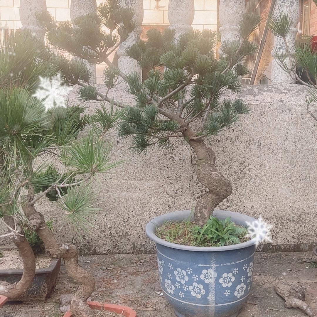 沭阳香静书花草种子精选店