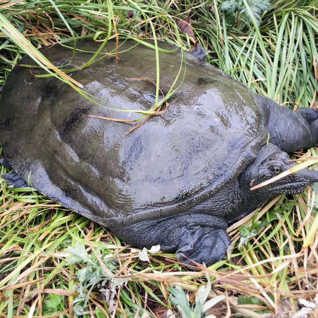 优鲜达生态甲鱼经营