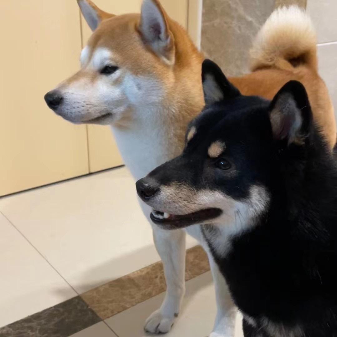 @家有柴宝