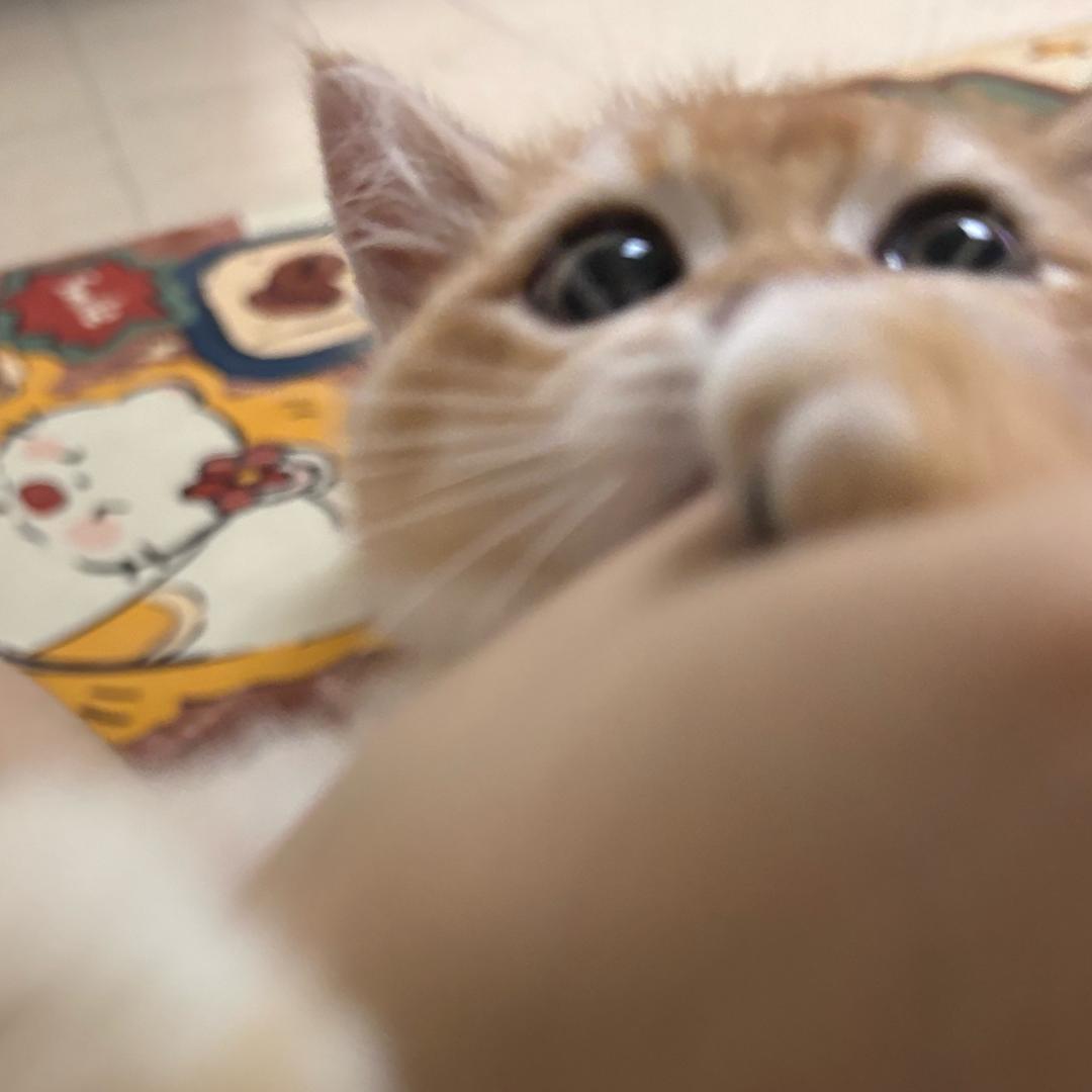 猫咪名叫董小姐