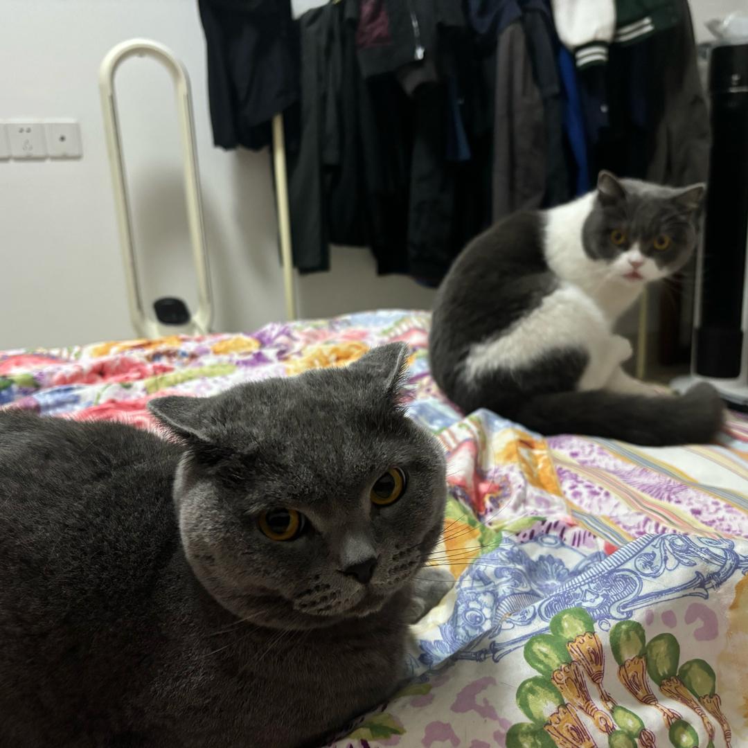 一个人，两只猫