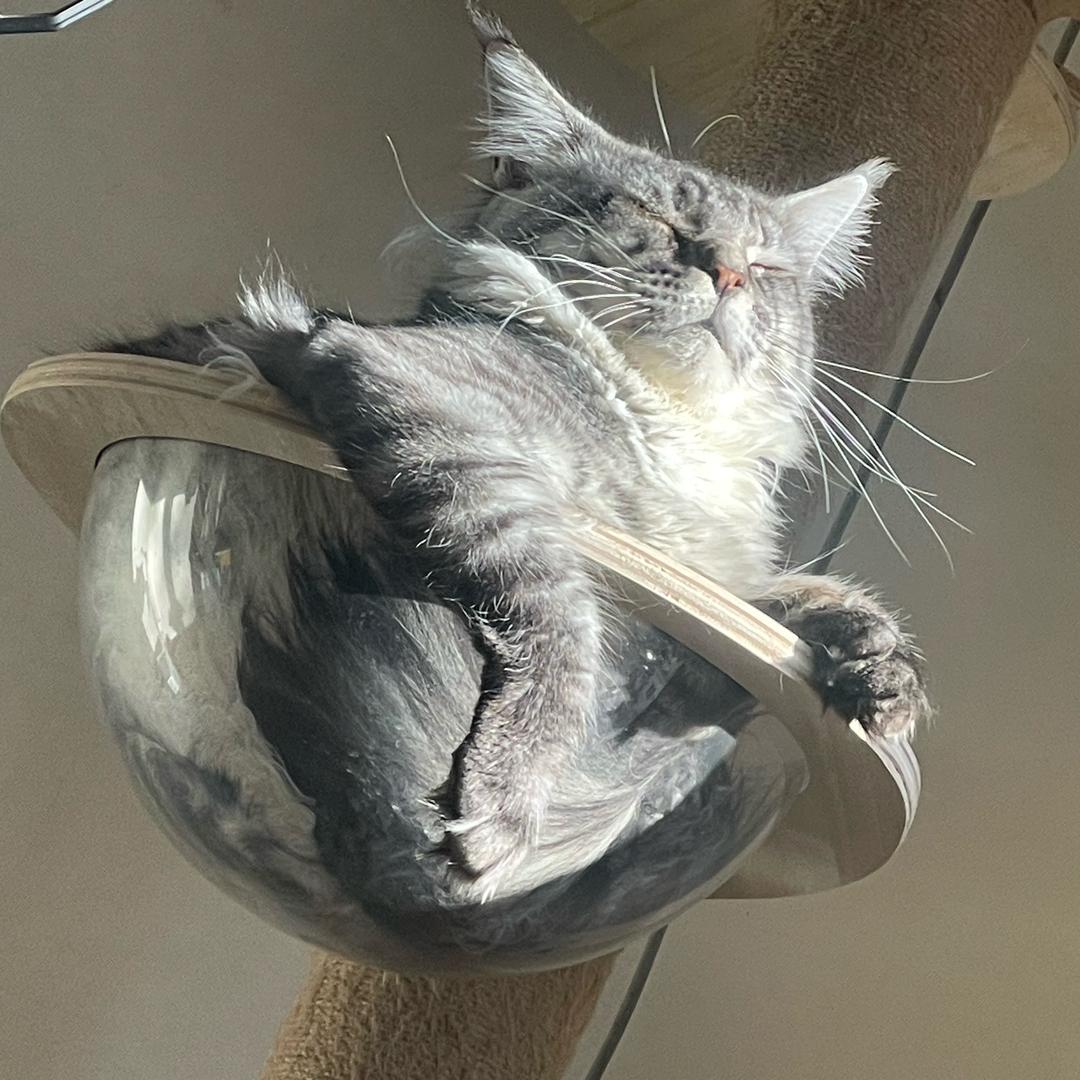 三只猫咪爱学习