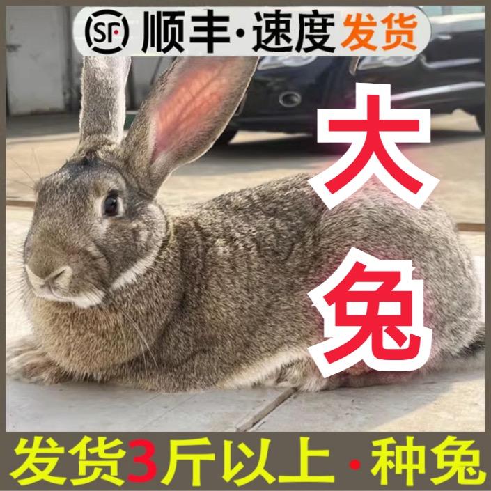 尊才优选兔业
