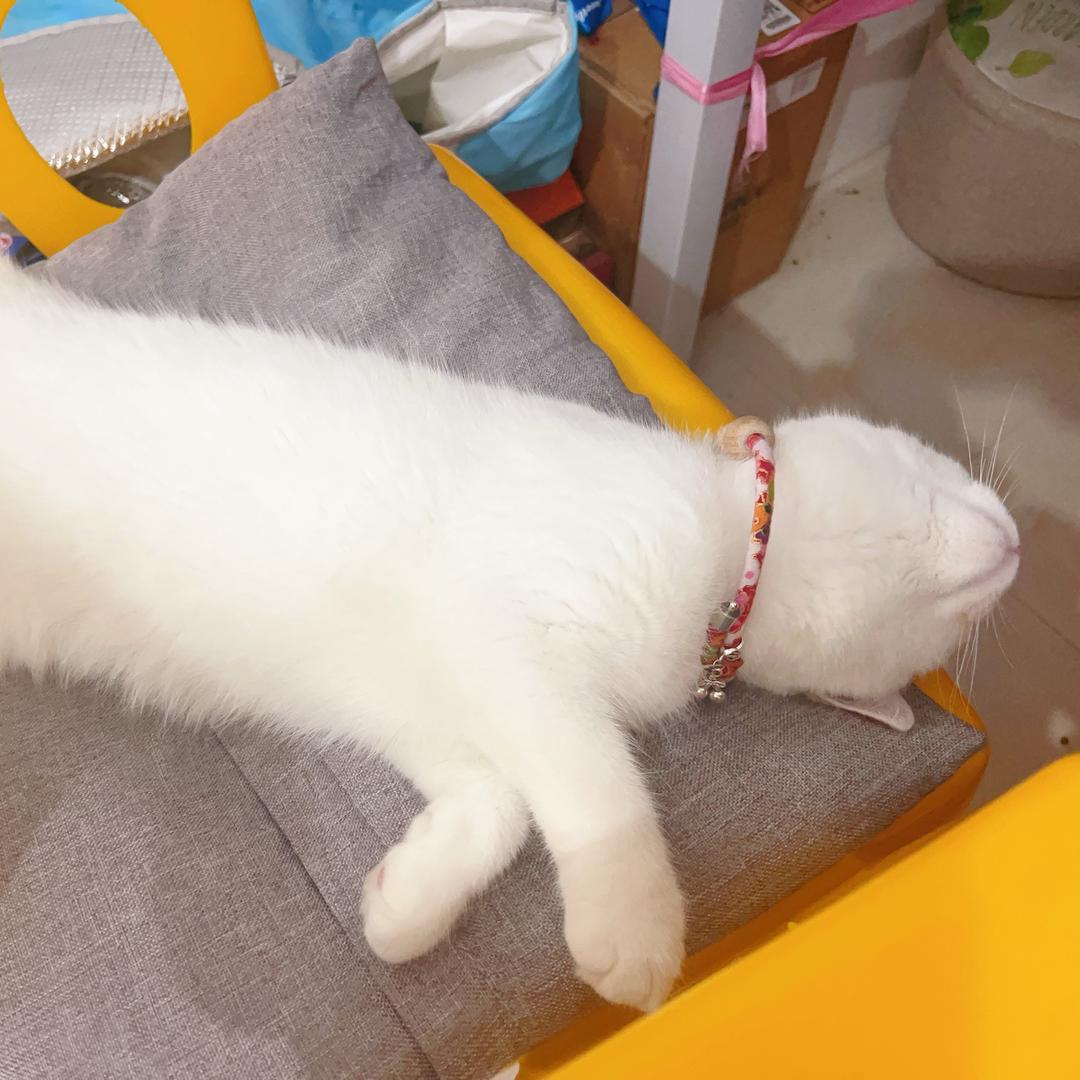 发财是只猫