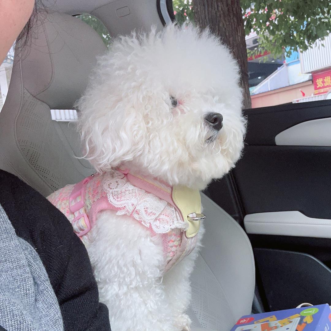 糖果和团团是比熊