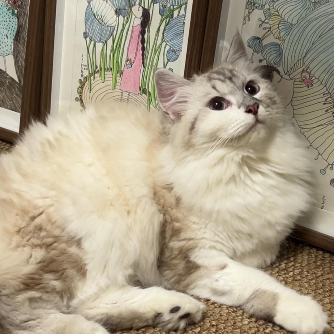 上了户口的猫