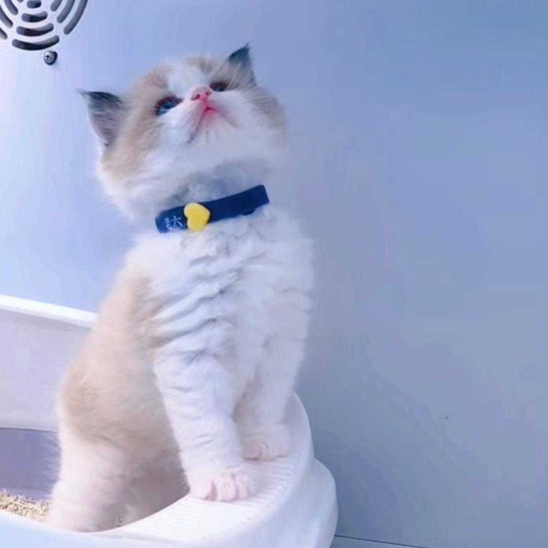 猫咪岭养👀主页