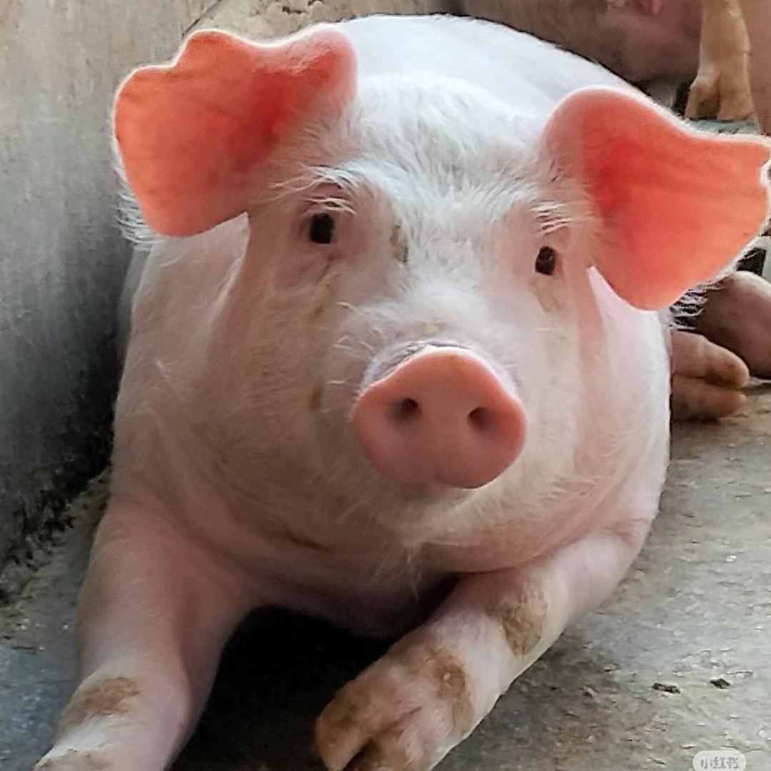 小雨黑猪繁殖基地