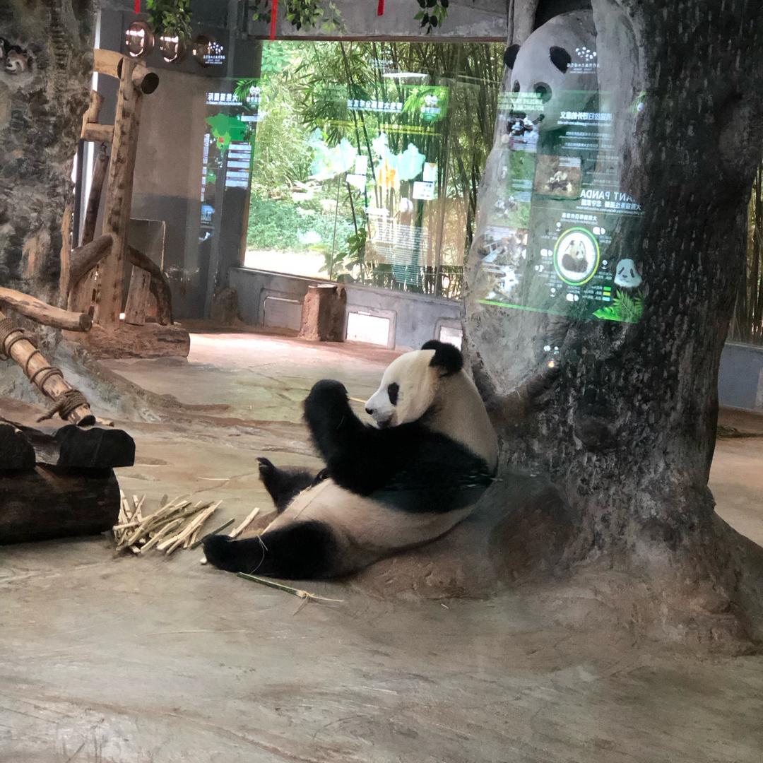 小🐻很忙