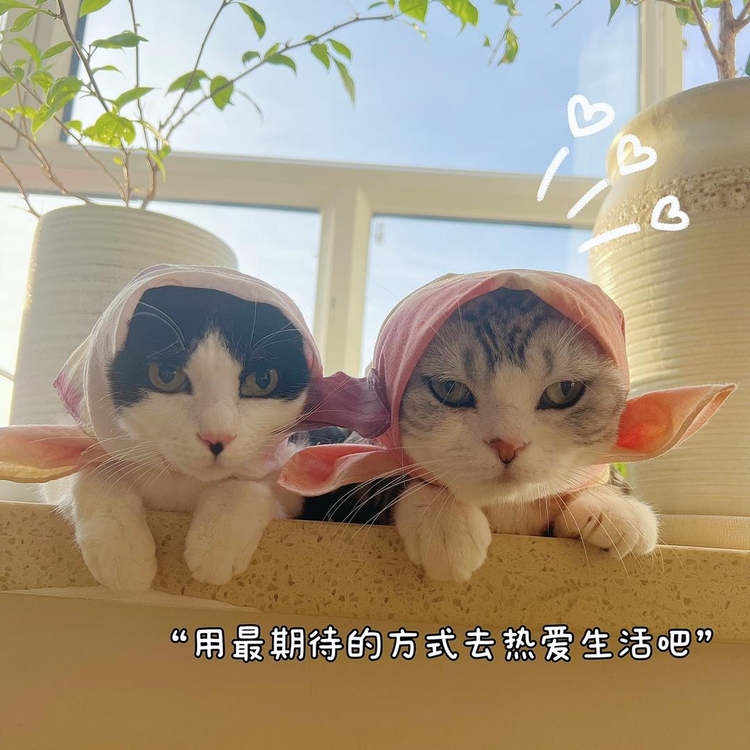 Money是只猫